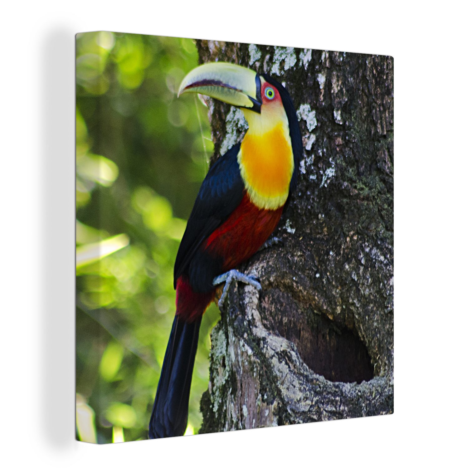 OneMillionCanvasses® Leinwandbild Schöner Tukan schaut von einem Baum aus nach links, (1 St), Leinwand Bilder für Wohnzimmer Schlafzimmer
