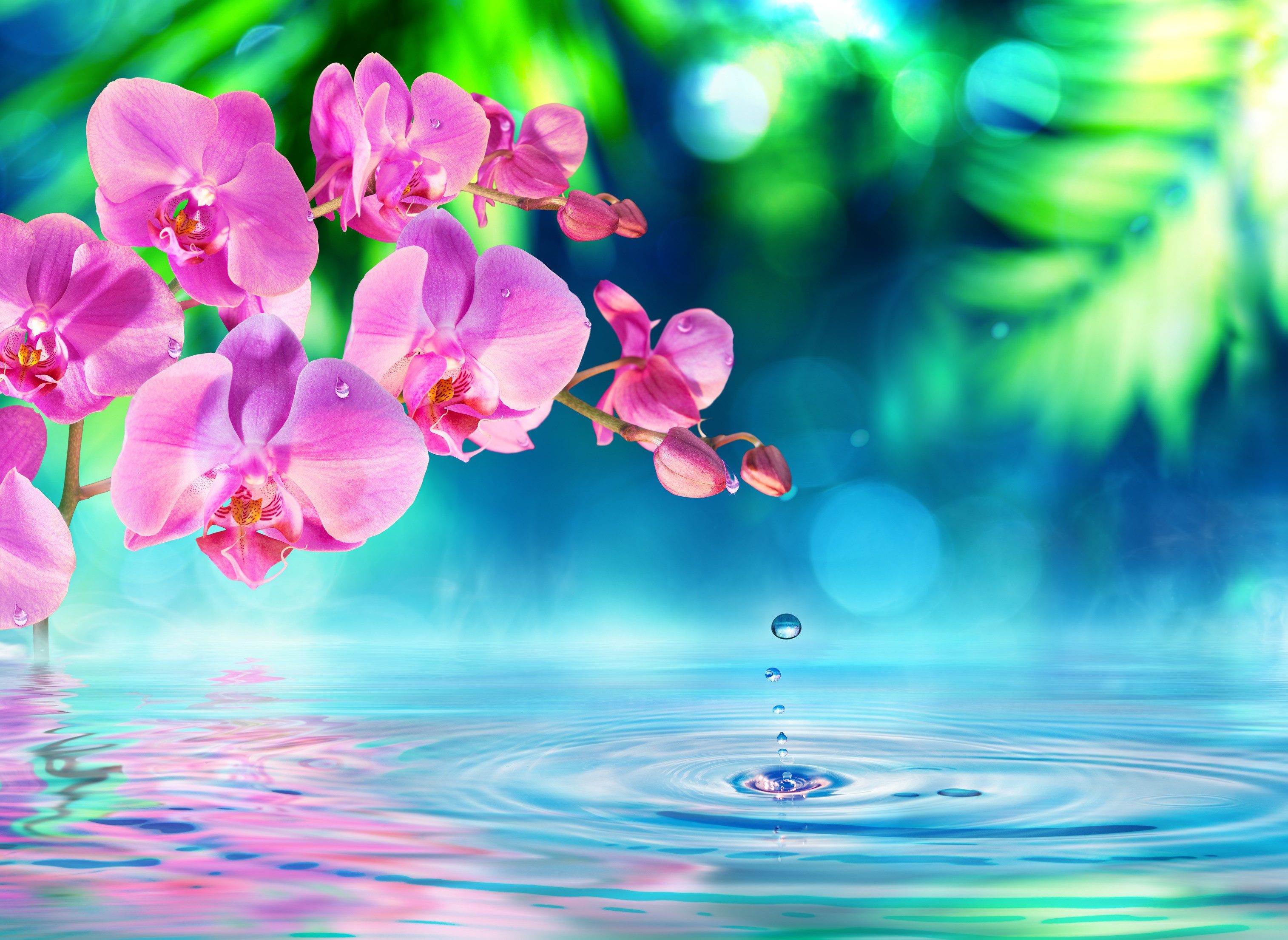 Fototapete VLIES-Tapete Premium "Zen Orchidee und Tröpfchen"