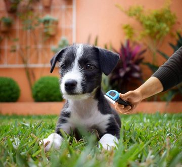 PRECORN Fellbürste Hundebürste Katzenbürste Unterfell-Bürste Hunde-Kamm Fellpflege Hundepflege Pflegebürste