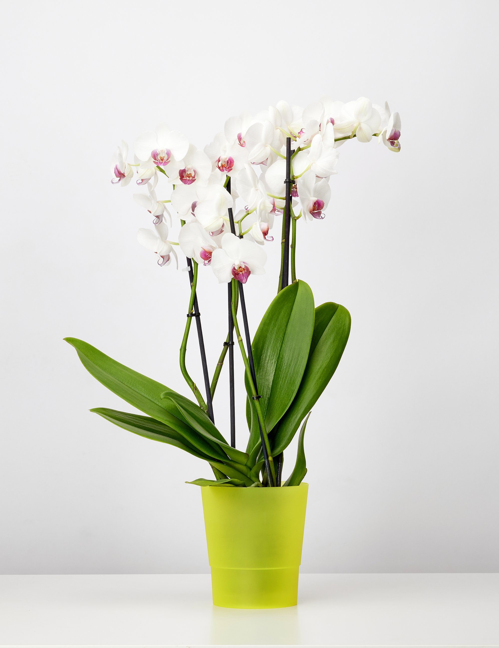 Gelb50 3 GD-0039 Garronda Blumentopf Orchideen Stück für