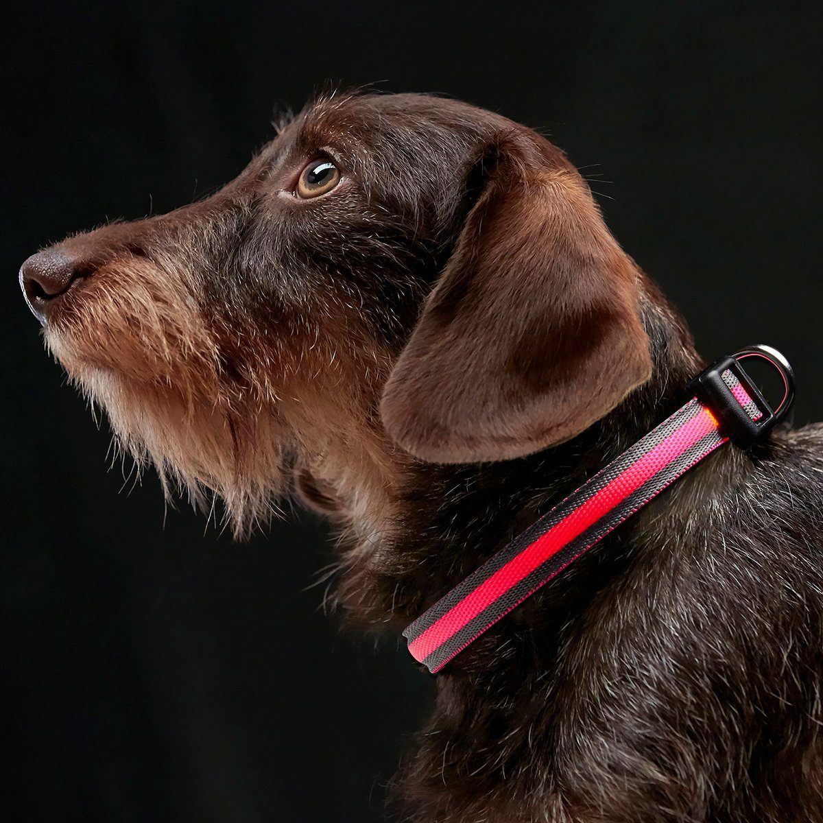 MeLiTec Hundehalsbandleuchte B93, LED fest integriert, anthrazit mit pinkem Leuchtstreifen, Größe: XS, ca. 25-35 cm, Blinkmodus oder Dauerlicht, Aufladung über USB, spritzwassergeschützt