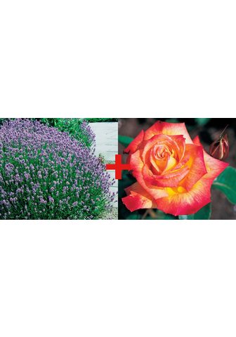 BCM Beetpflanze »Rose Rumba & Lavendel« ri...
