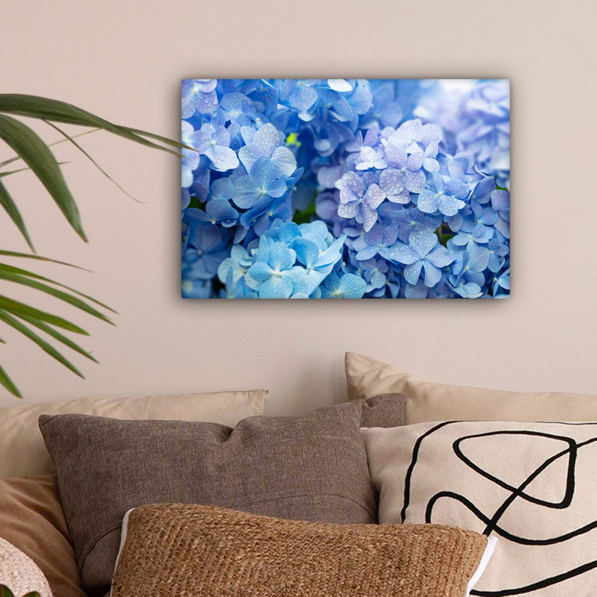 OneMillionCanvasses® Leinwandbild Hortensie - Wassertropfen - günstig online kaufen