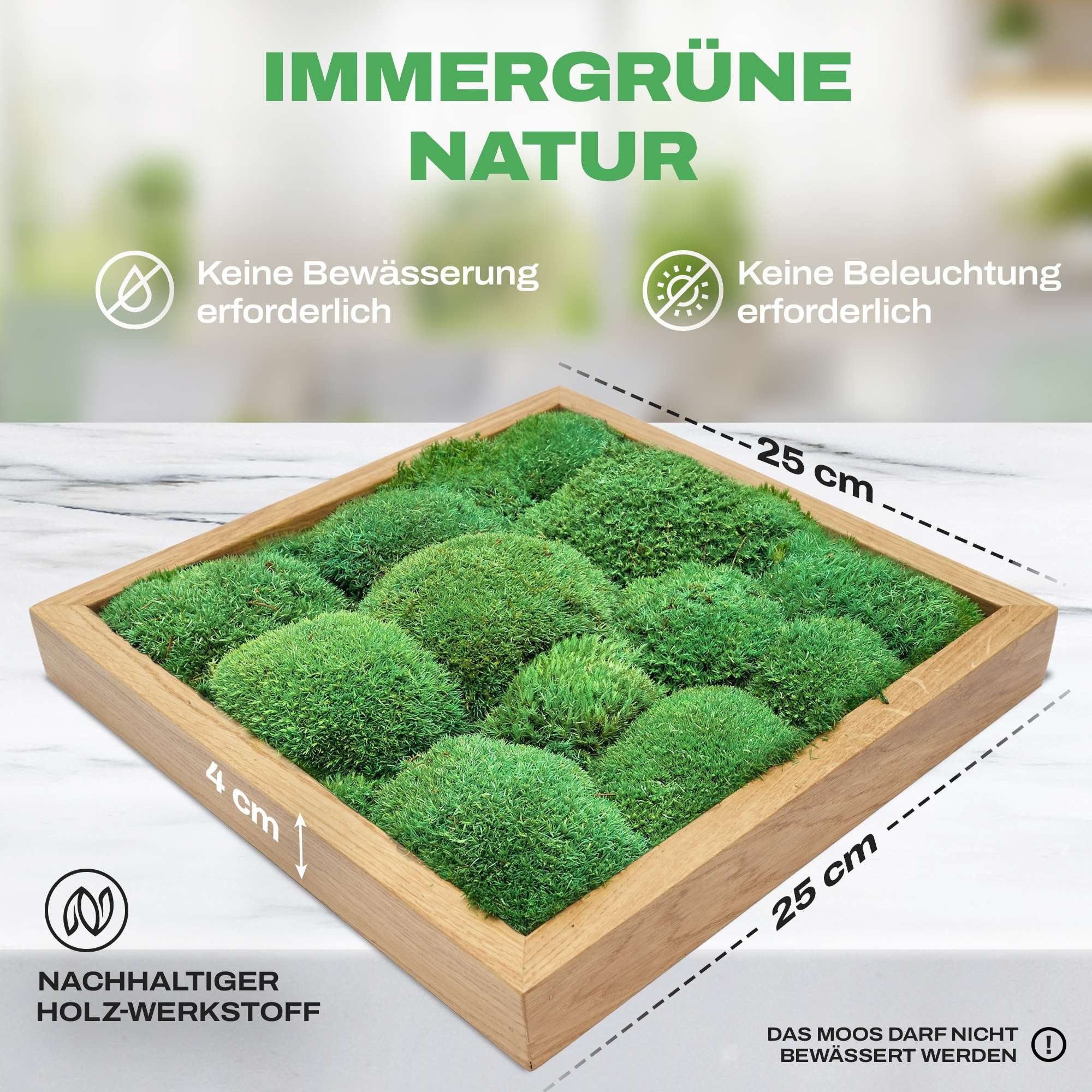 naturewalls Bild Moosbild Kugelmoos St), (geölt) Pflanzenbild - Vollholz-Rahmen - (1 Wandbild, Eiche konserviert