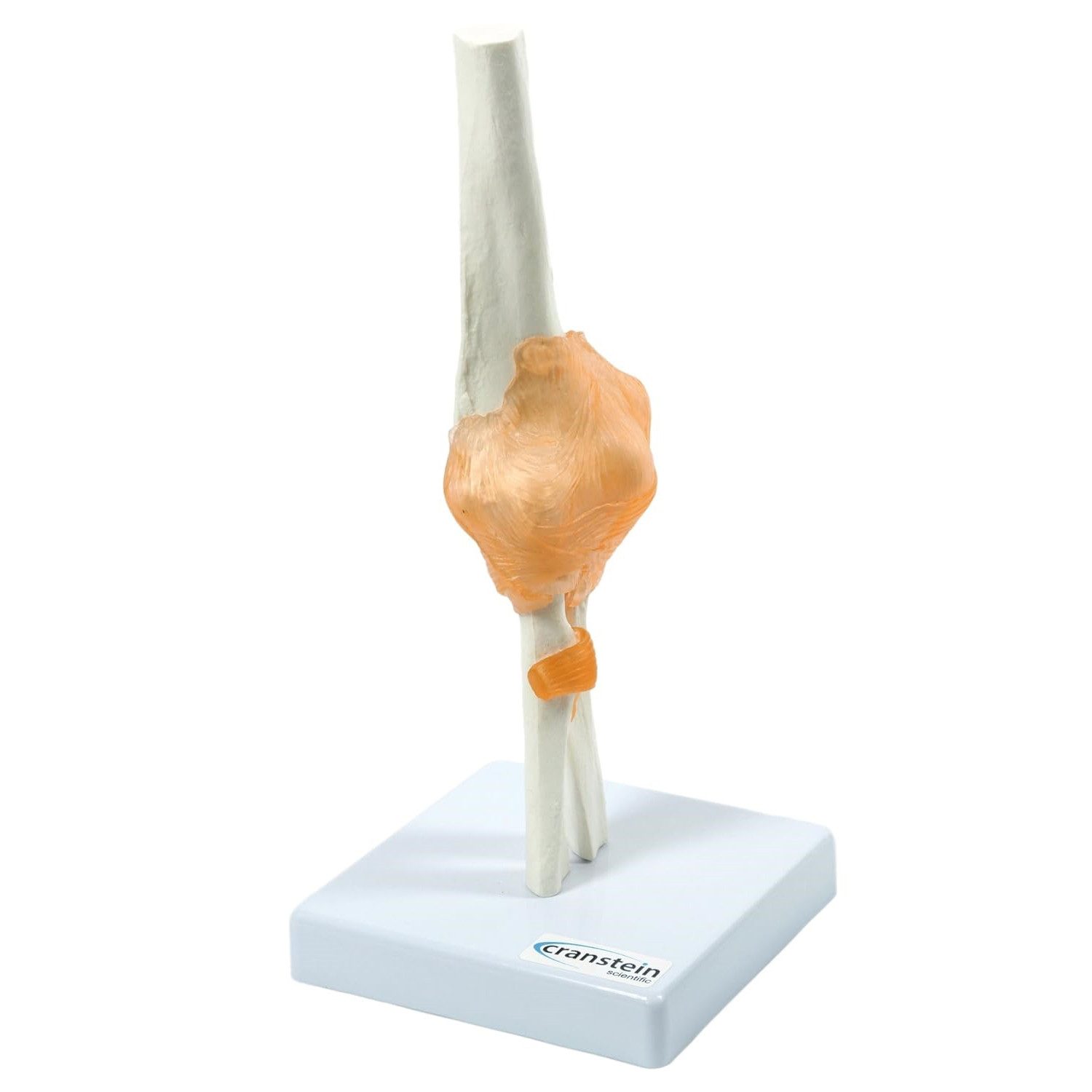 Cranstein Scientific Dekoobjekt Ellbogen Anatomie Modell lebensgroß mit Ligamenten auf Stativ