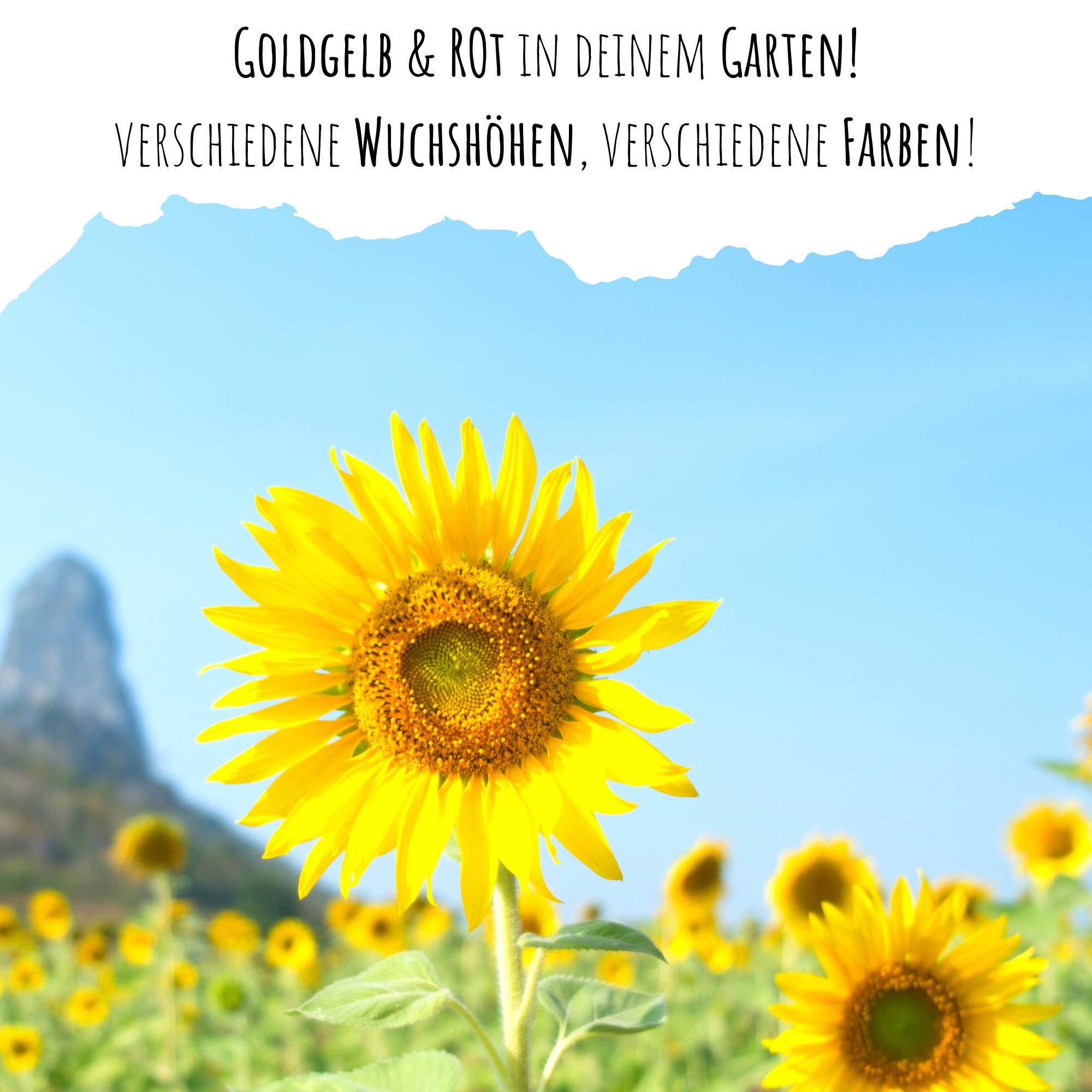 HappySeed Blumensamen Farbenfrohe Sonnenblumen Samen - für einen bienenfreundlichen Garten, Sonnenblumen