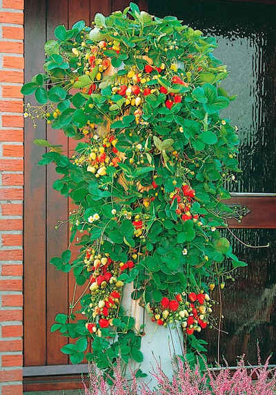 BCM Obstpflanze »Erdbeerbaum-Set«, Erdbeerbaum-Set