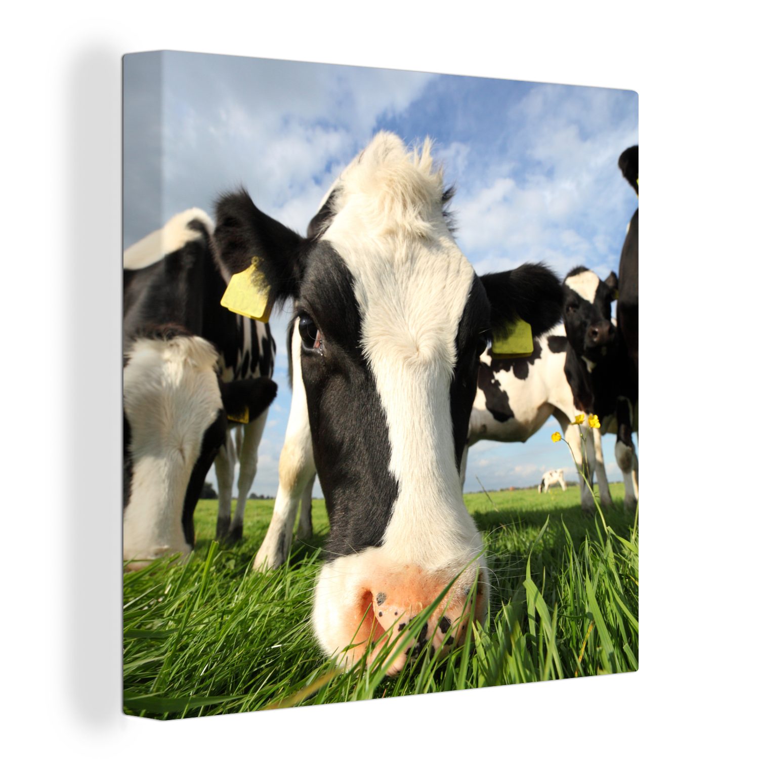 OneMillionCanvasses® Leinwandbild Kuh - Gras - Nase - Luft, (1 St), Leinwand Bilder für Wohnzimmer Schlafzimmer