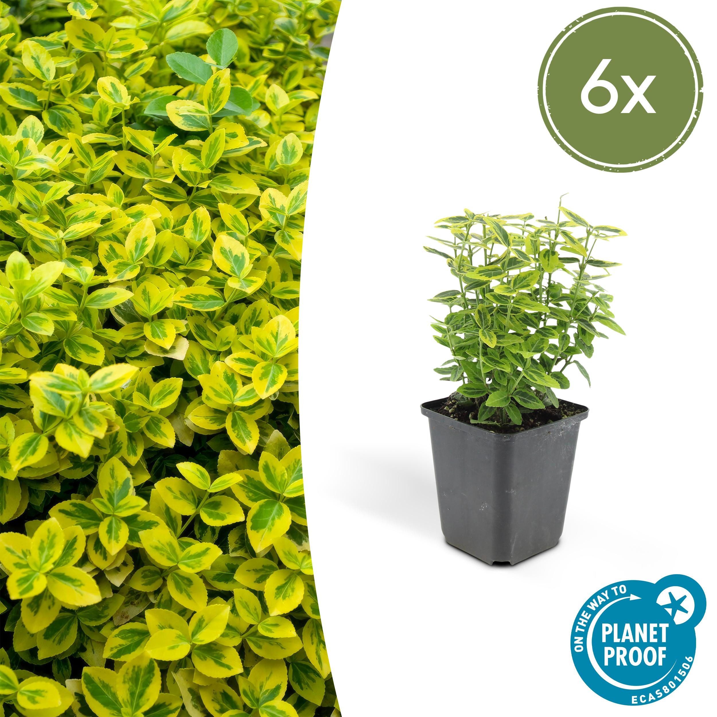 Exotenherz Beetpflanze Kriechspindel Euonymus fortunei Emerald Gold 9cm Topf Set 6 Pflanzen