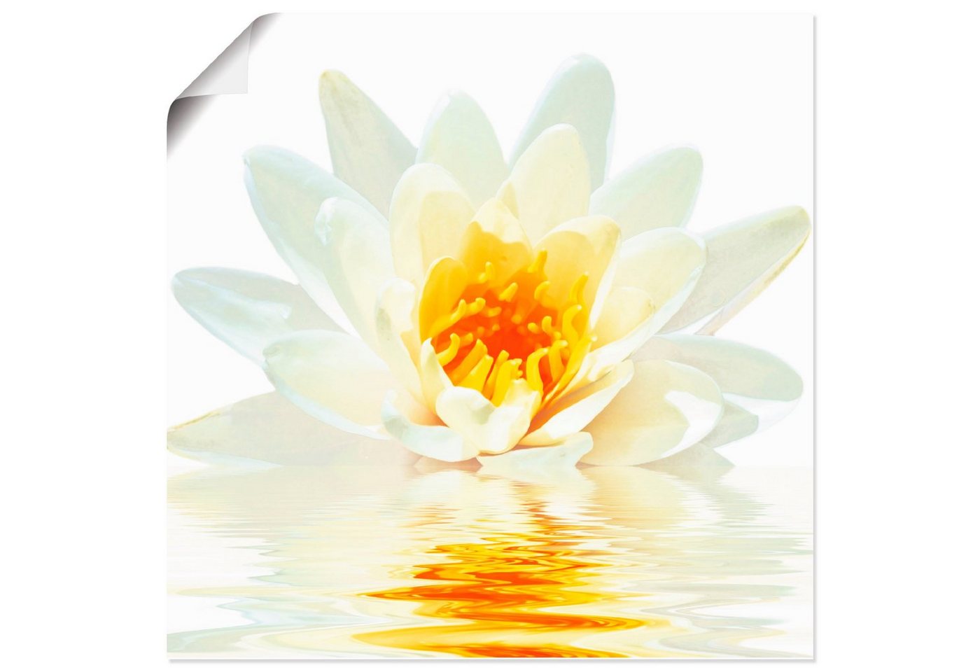 Artland Wandbild »Lotusblume schwimmt im Wasser«, Blumen (1 Stück), in vielen Größen & Produktarten - Alubild / Outdoorbild für den Außenbereich, Leinwandbild, Poster, Wandaufkleber / Wandtattoo auch für Badezimmer geeignet-HomeTrends