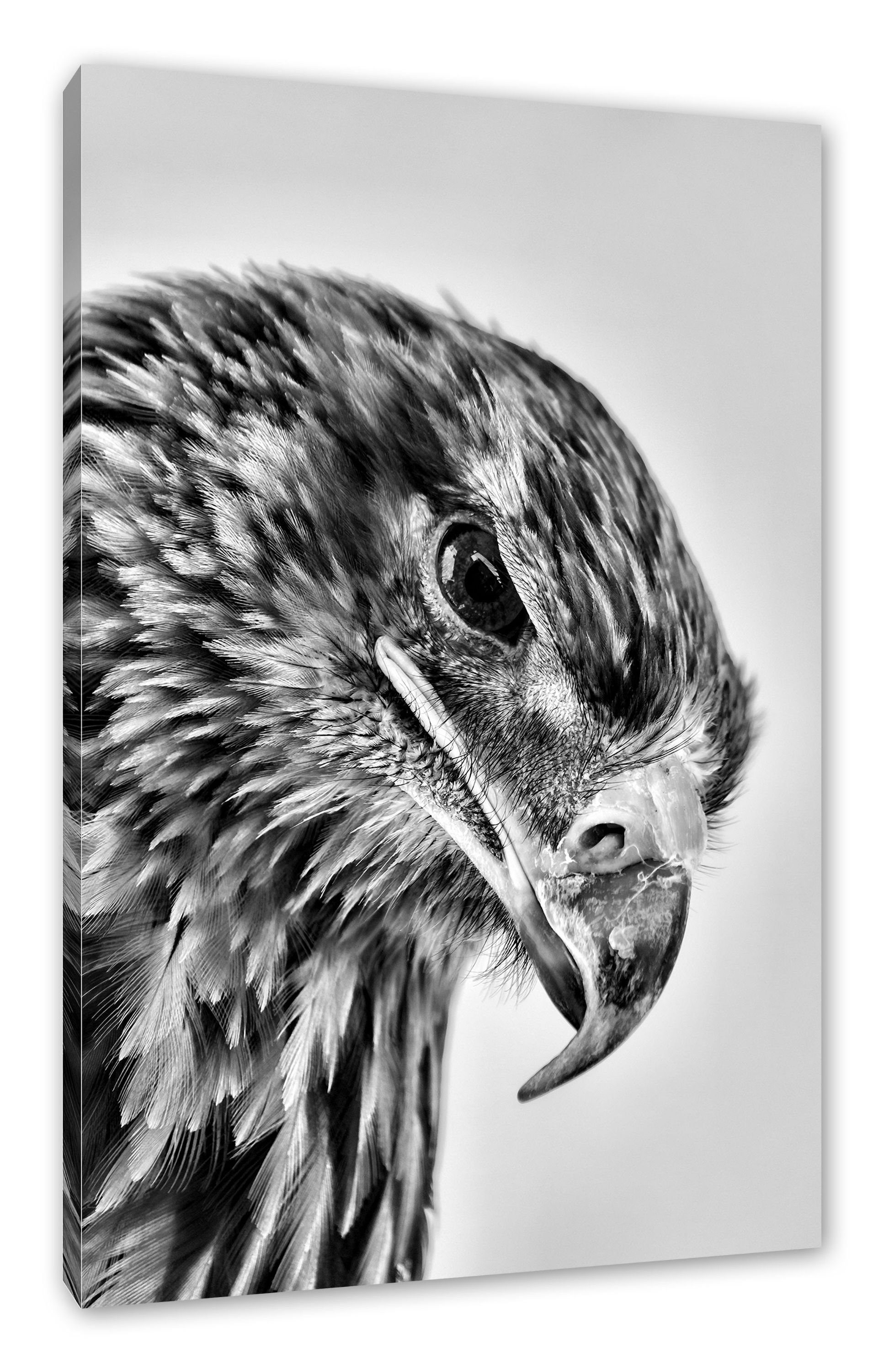 Pixxprint Leinwandbild Adler inkl. Porträt, Leinwandbild (1 bespannt, Adler Zackenaufhänger Porträt St), fertig