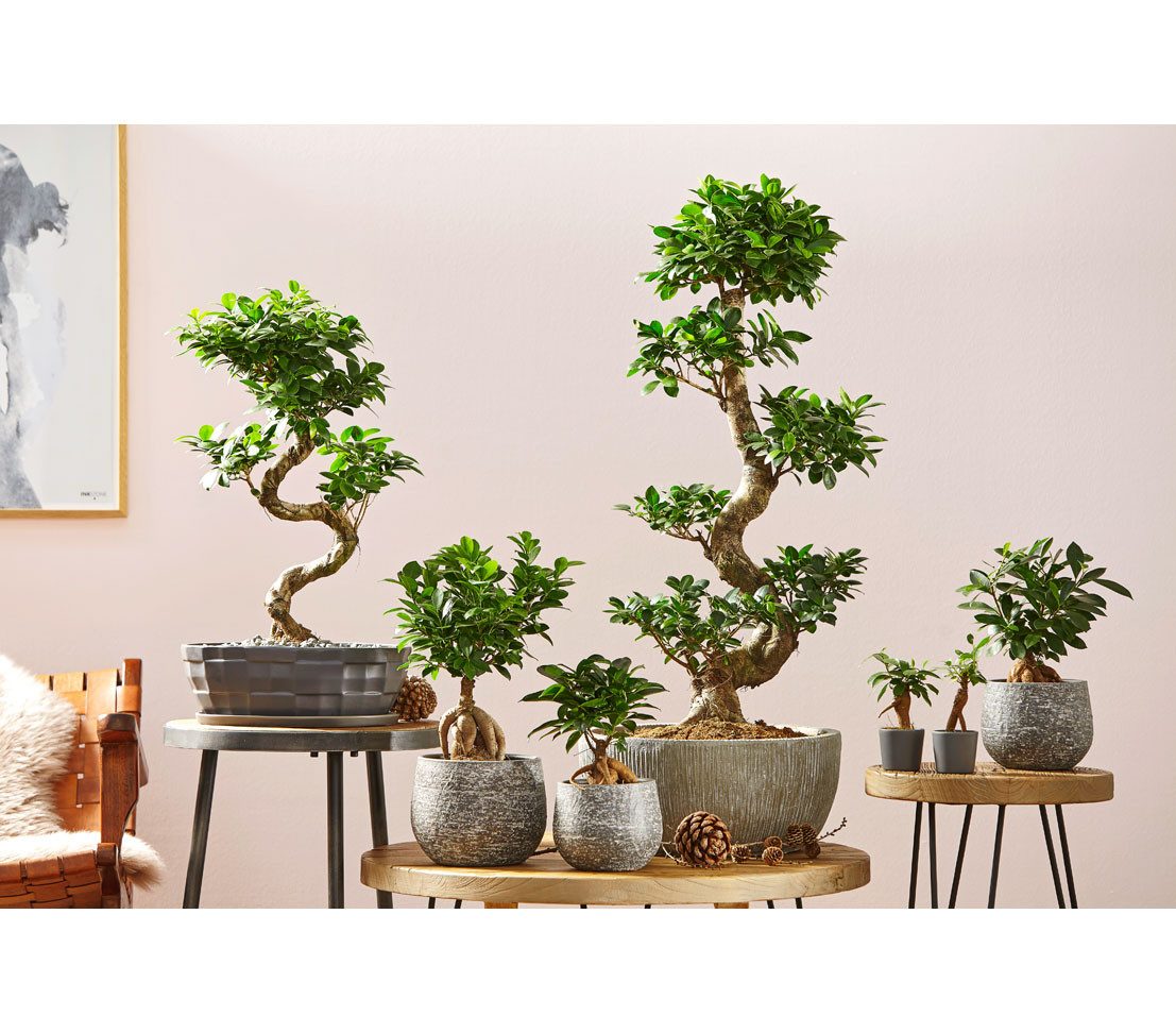 Dehner Zimmerpflanze Chinesische Feige Ginseng, Ficus microcarpa, Bonsai, Zimmerpflanze mit oberirdischen, dickfleischigen Luftwurzeln – Bild 4 von 4