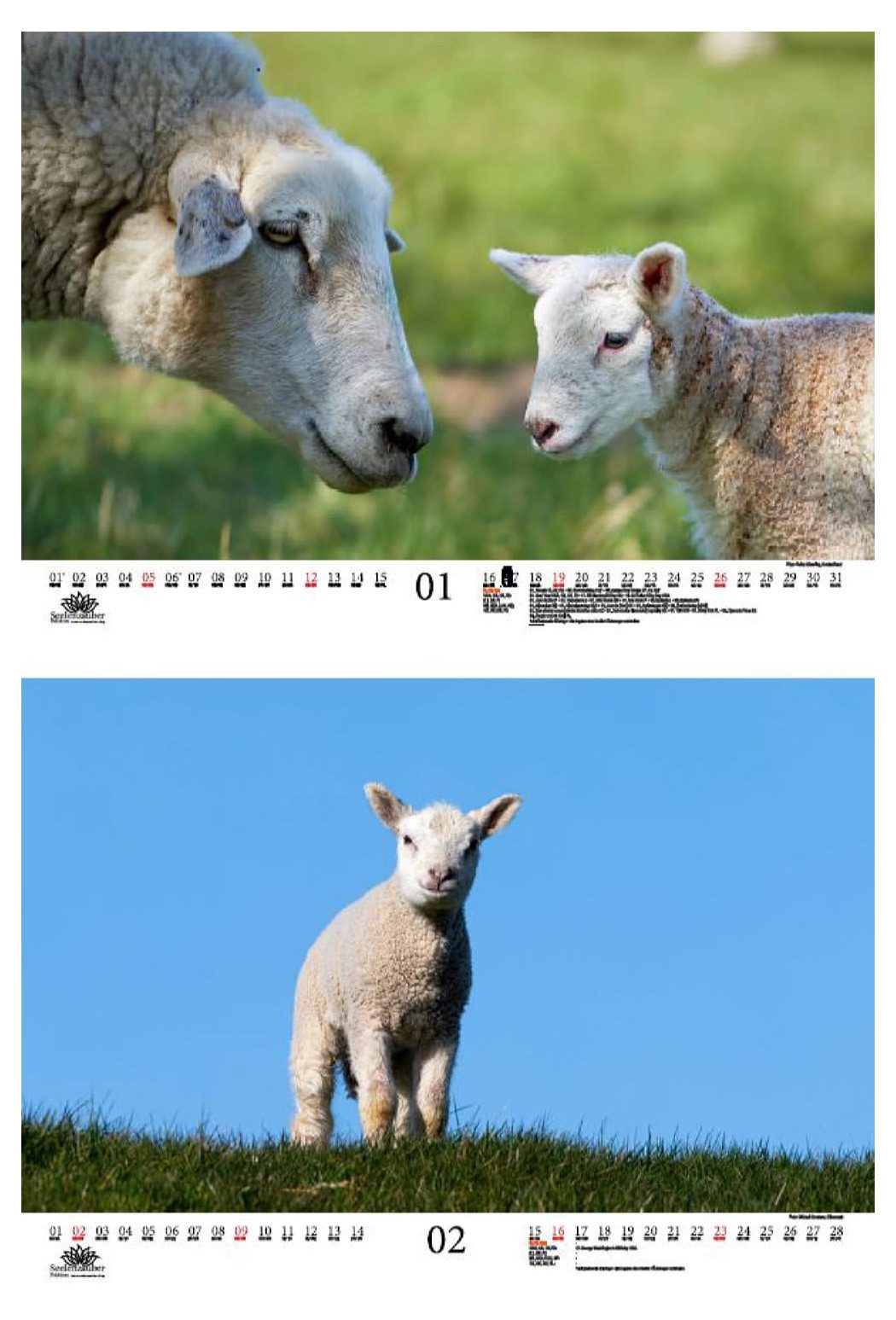 Thumbnail - Seelenzauber Wandkalender Tierkinder Schafe DIN A3 Kalender für 2025 Schafe und Lämmchen