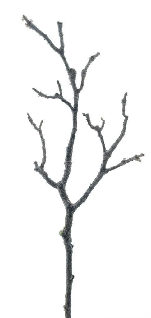 Kunstzweig Künstlicher Magnolien AST LOSTY, braun, 45cm Magnolie, artplants, Höhe 45.0 cm