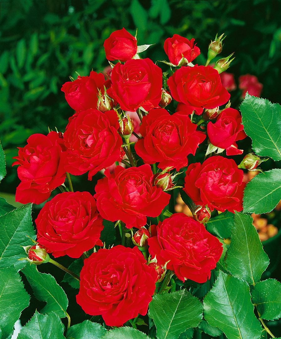 Pflanzen für Dich Rose Rosa Nina Weibull