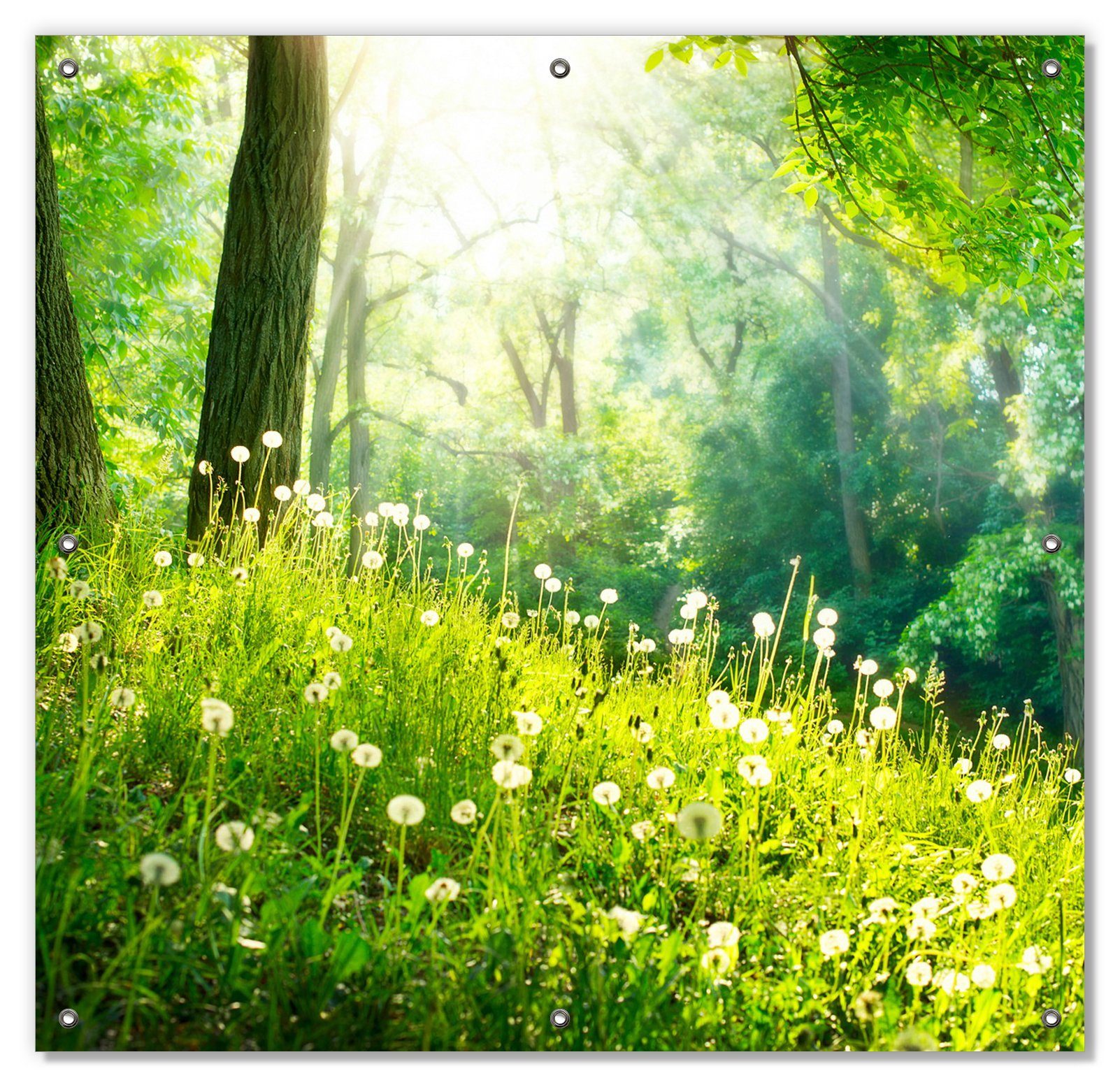Wallario, Sonnenschutz blickdicht, Sonnenstrahlen, Saugnäpfen, einfallenden mit und wiederverwendbar im mit wiederablösbar Wald Pusteblumen