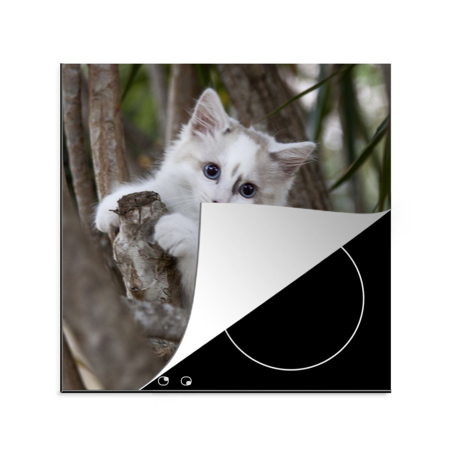 MuchoWow Herdblende-/Abdeckplatte Weißes Ragdoll-Kätzchen Ast, Arbeitsplatte auf Vinyl, cm, 78x78 tlg), für Ceranfeldabdeckung, (1 einem küche
