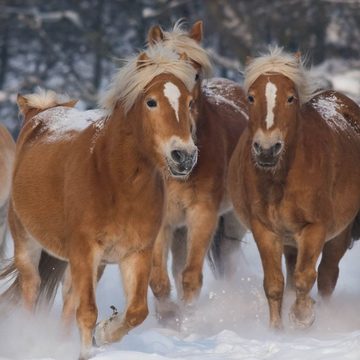 Kinderbettwäsche Pferde Flanell Trendy Bedding, ESPiCO, Flanell, 2 teilig, Pferde, Schnee