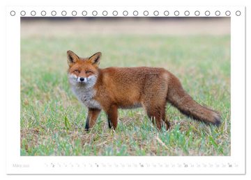 CALVENDO Wandkalender Der Rotfuchs (Tischkalender 2025 DIN A5 quer), CALVENDO Monatskalender