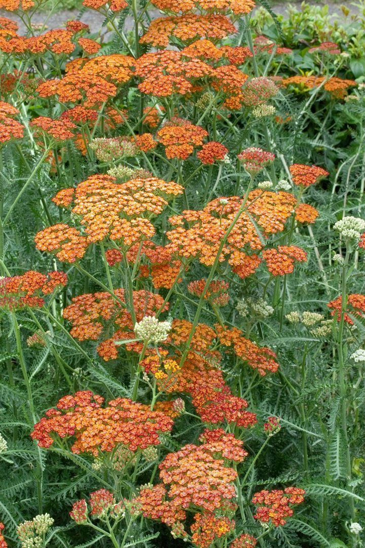 Pflanzen für Dich Staude Achillea millefolium Terracotta, 1 St., Schafgarbe, Gemeine Schafgarbe