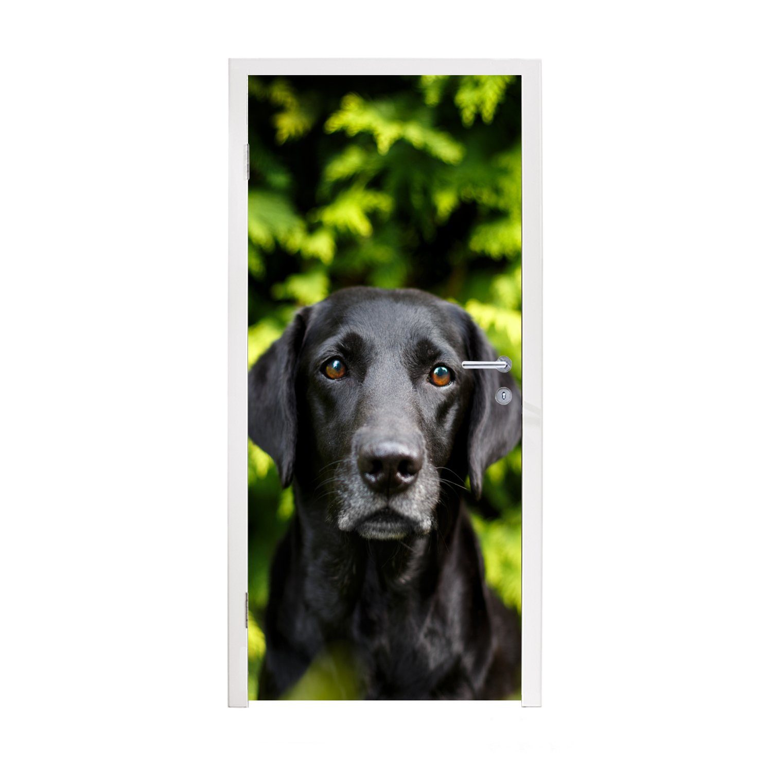 bedruckt, der Retriever 75x205 MuchoWow Matt, (1 Labrador grünen Blätter, St), Tür, Ein Türaufkleber, Türtapete Fototapete schwarzer für cm inmitten