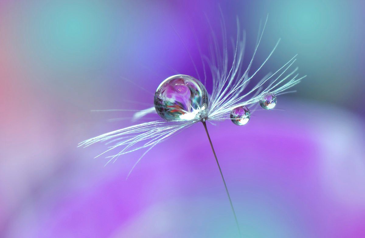 Papermoon Fototapete Wassertropfen auf Blume