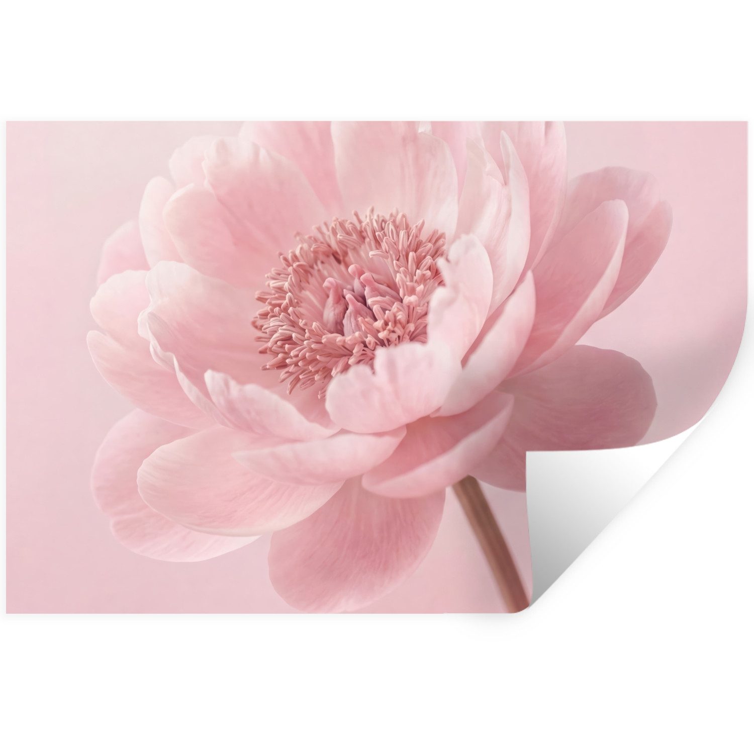 MuchoWow Wandsticker Blume - Pfingstrose - Rosa (1 St), Wandtattoo, Selbstklebend, Wohnzimmer, 30x20 cm