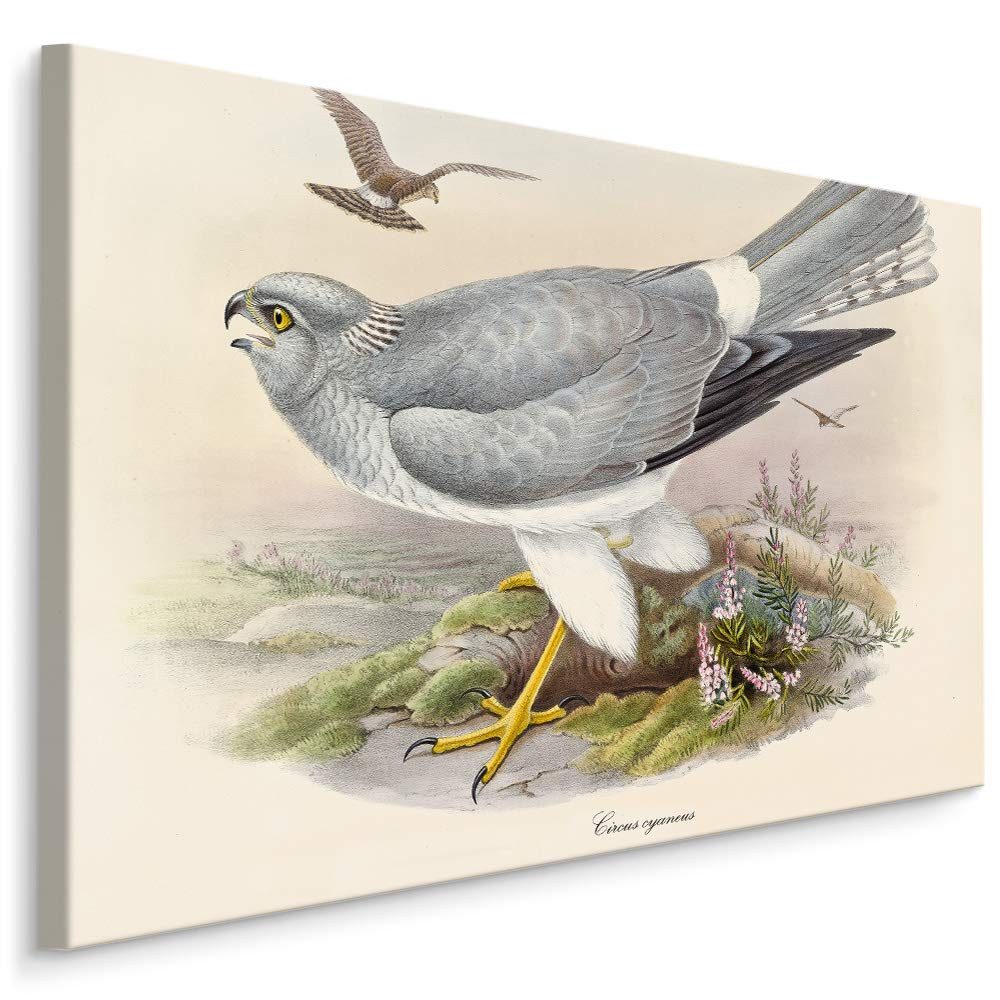 Muralo Leinwandbild Landschaft – Leinwandbild Wandbild Kunstdruck Wohnzimmer, Gewässer (1 St), Tiere – Vögel – Adler, 100 x 70 cm, aufhängefertig