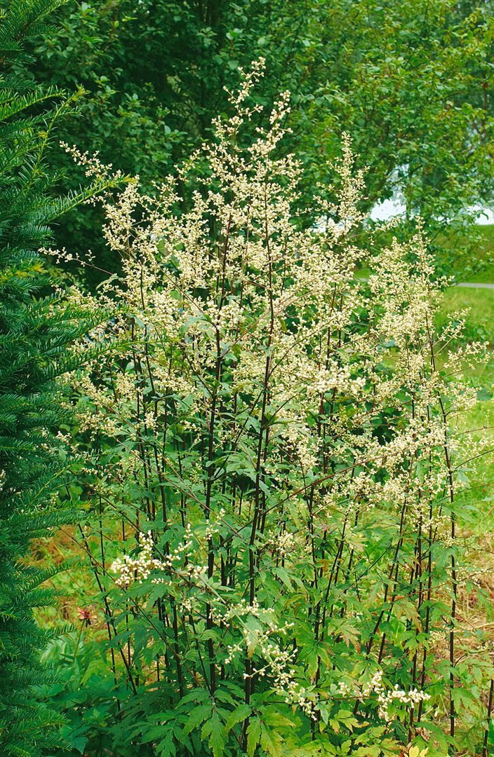 Pflanzen für Dich Staude Artemisia lact. Elfenbein, 1 St., Elfenraute, Elfenbeindrachenwurz
