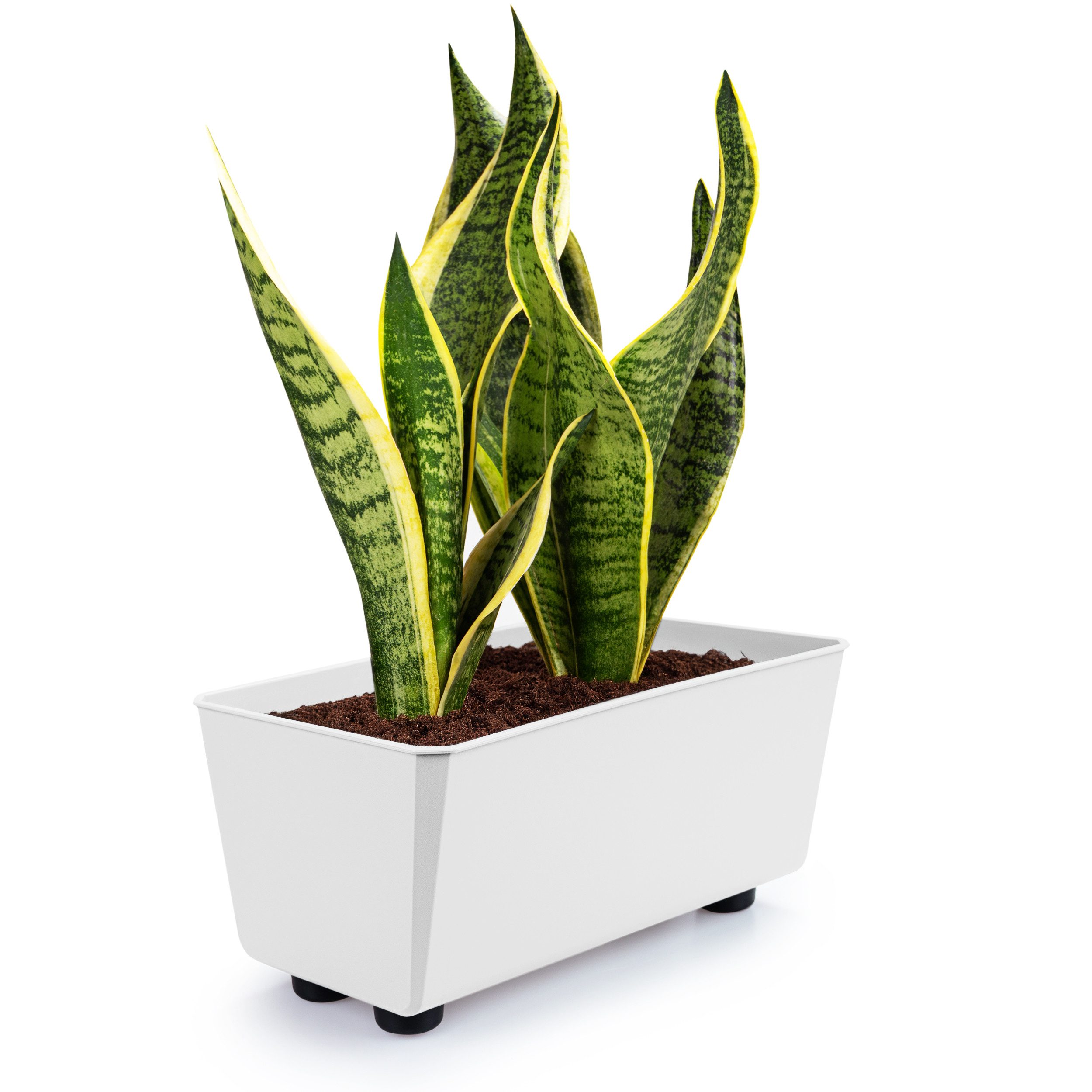 KONZEPT Blumenkasten Blumentöpfe mit Füßen, rechteckig – kleine Blumenkäste günstig online kaufen