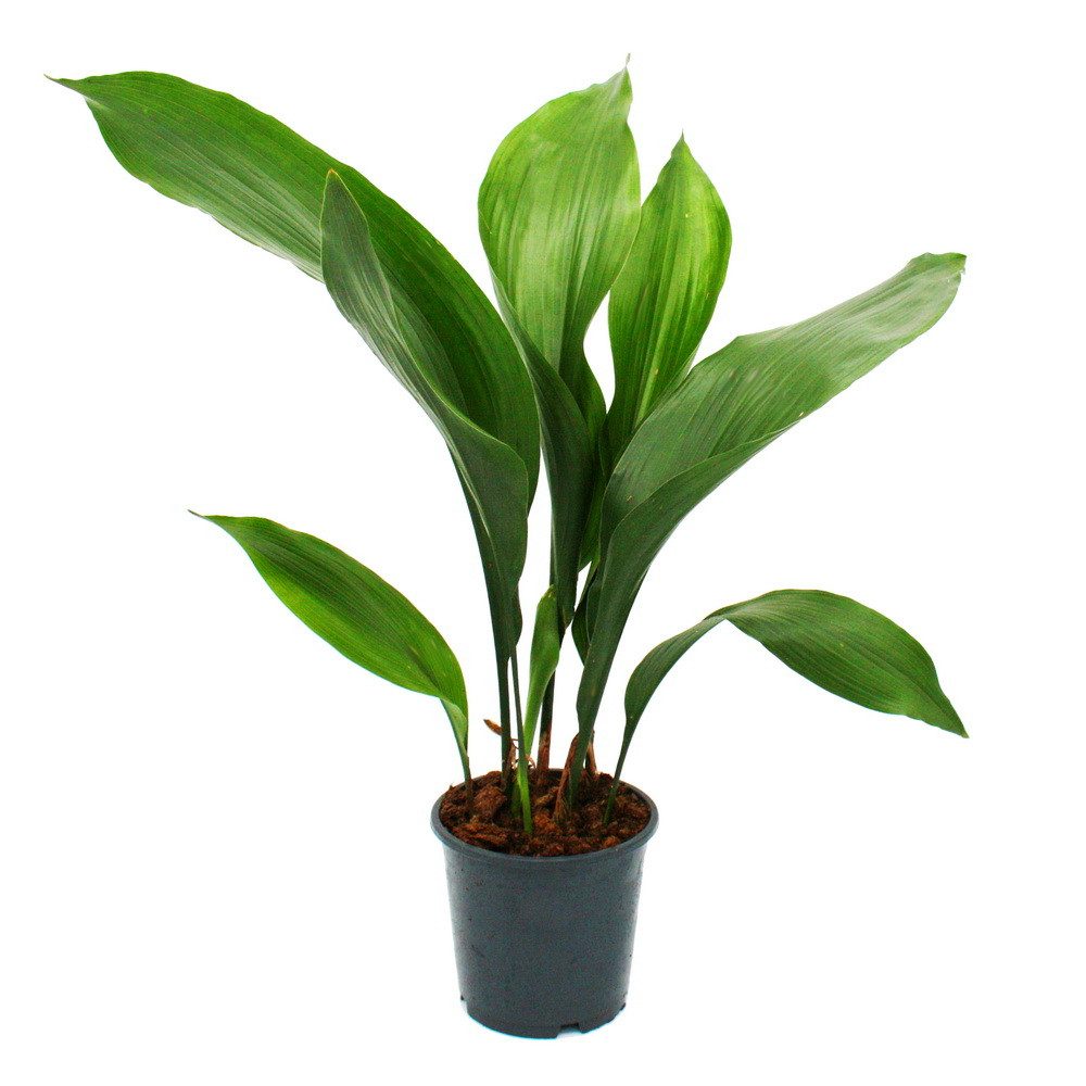 Exotenherz Zimmerpflanze Schusterpalme - Aspidistra elatior - Zimmerpflanze - 15cm Topf