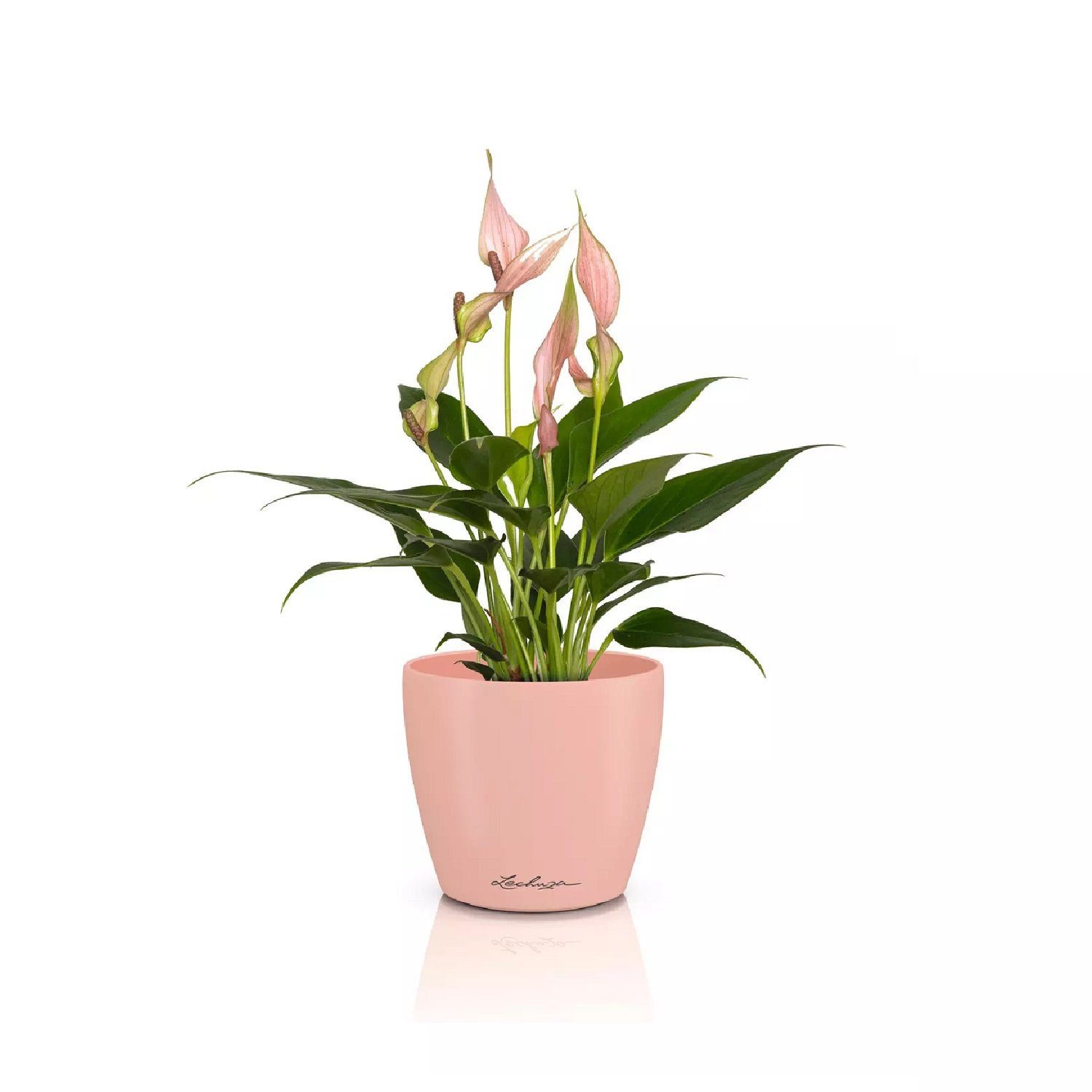 Lechuza® Übertopf Classico Color 10 DECO magnolie