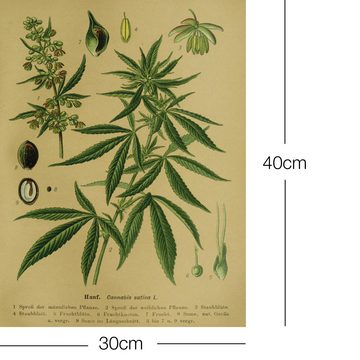 Close Up Kunstdruck Vintage Lehrposter Kunstdruck Hanf. Cannabis sativa L. 30 x