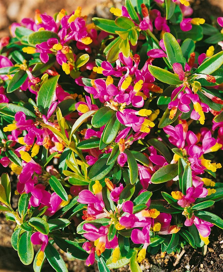 Pflanzen für Dich Staude Polygala chamaebuxus, 1 St., Buchsblättrige Kreuzblume, Buchs-Kreuzblume
