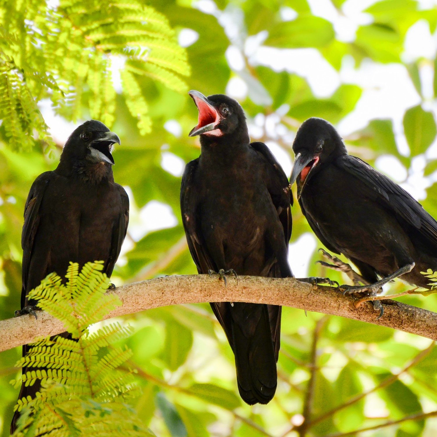 Wallario Möbelfolie Krähen im Gespräch