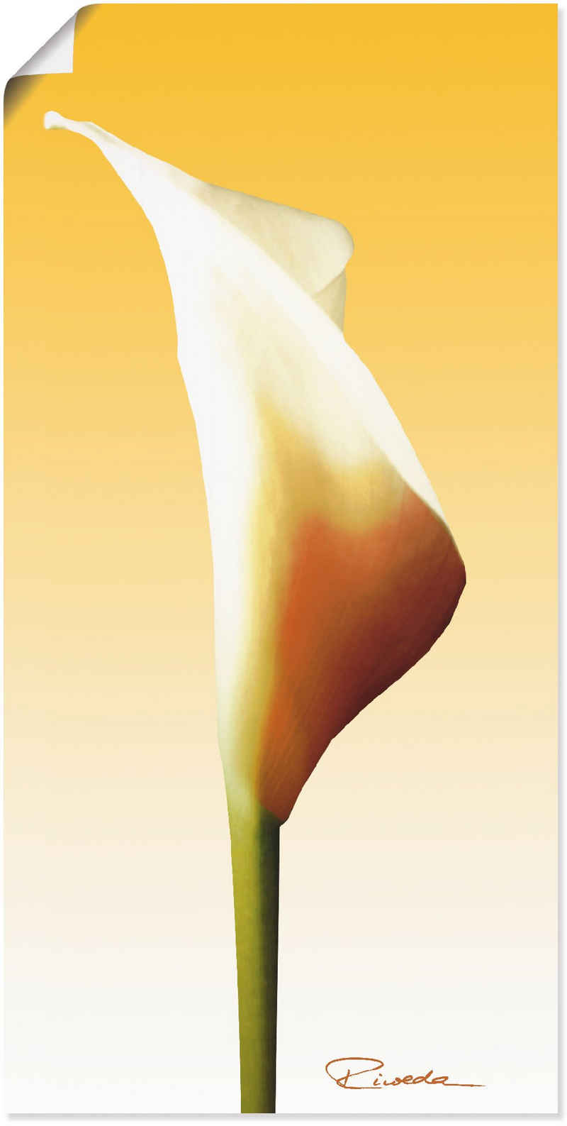 Artland Wandbild »Sonnenschein Calla I«, Blumenbilder (1 St), in vielen Größen & Produktarten - Alubild / Outdoorbild für den Außenbereich, Leinwandbild, Poster, Wandaufkleber / Wandtattoo auch für Badezimmer geeignet
