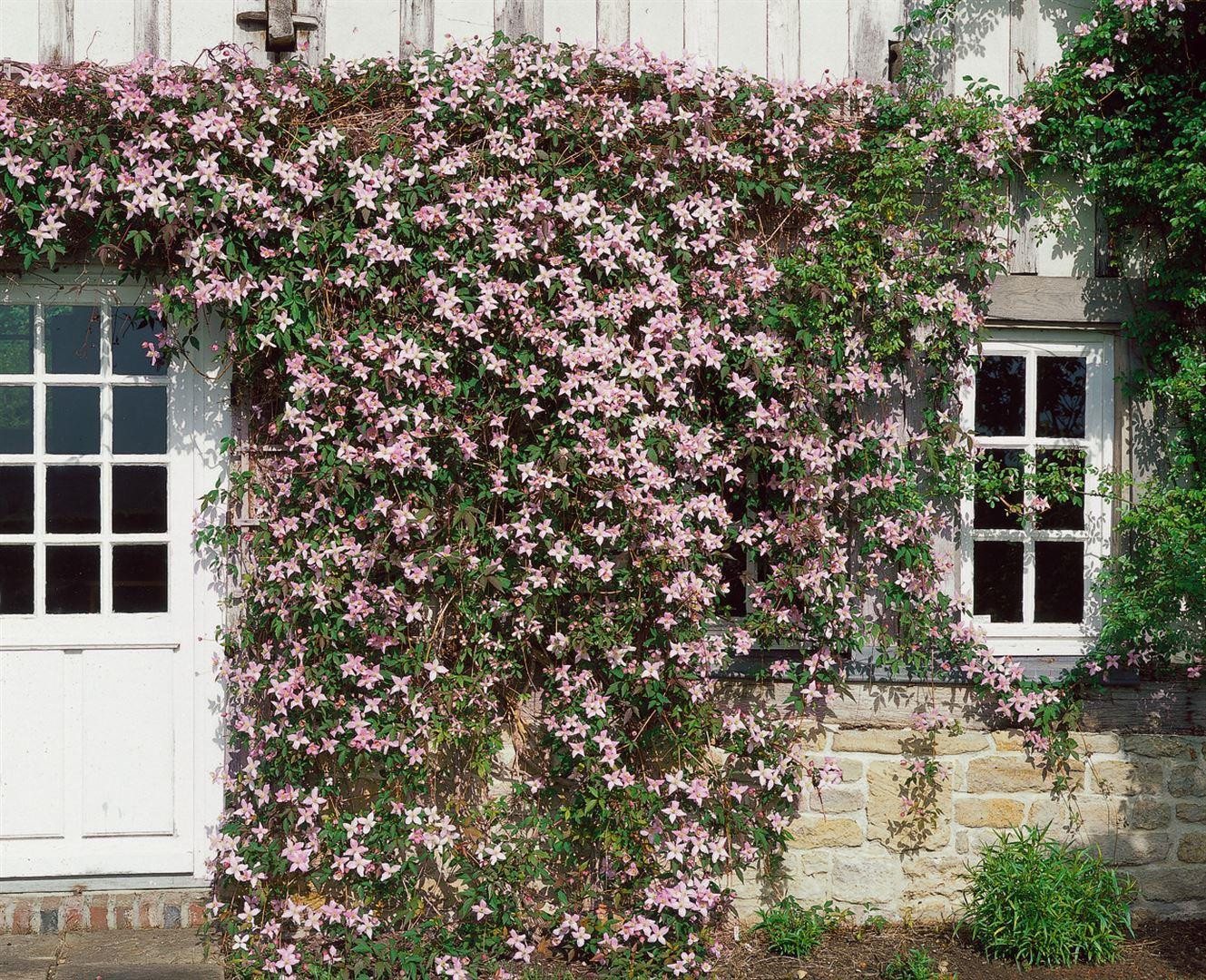 Pflanzen für Dich Kletterpflanze Clematis montana Elizabeth, 1 St., Berg-Waldrebe, Anemonen-Waldrebe, rosafarben, starkwüchsig