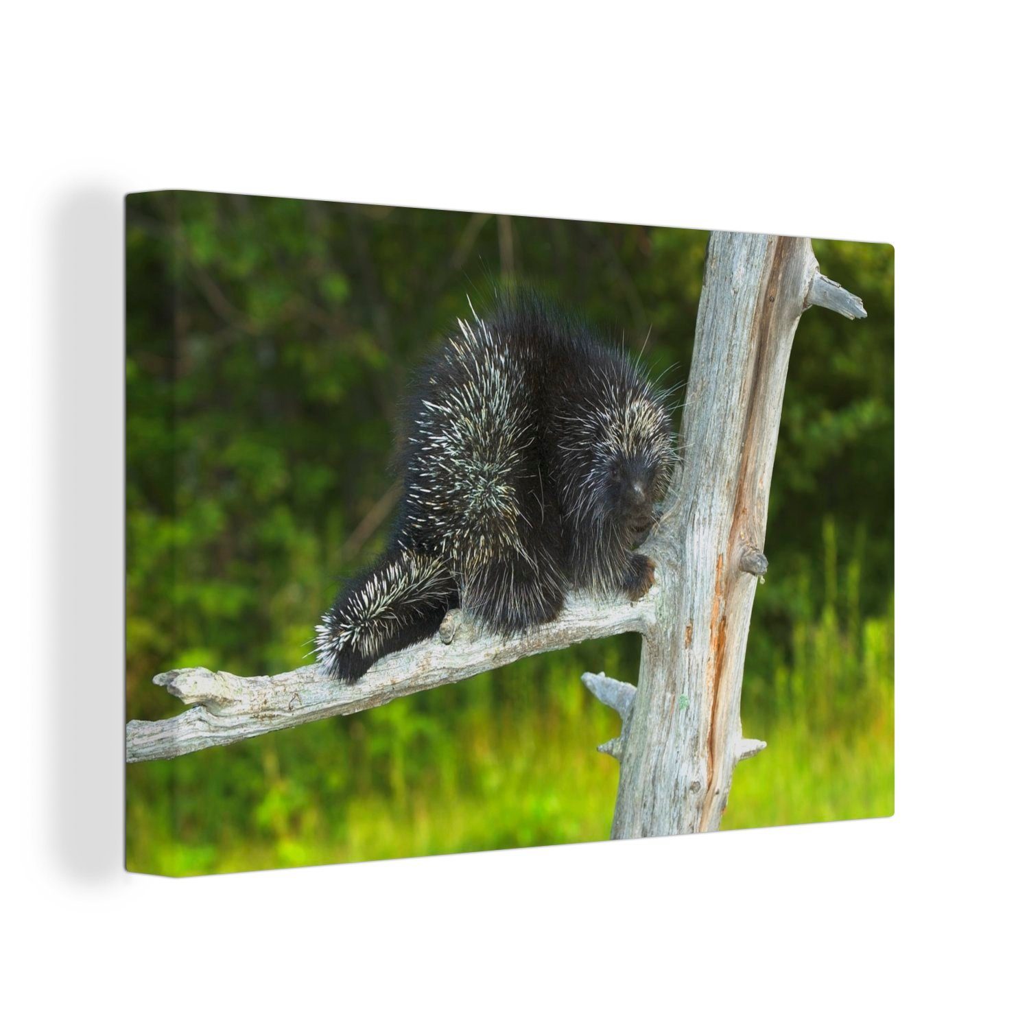 OneMillionCanvasses® Leinwandbild Stachelschwein auf einem Baum, (1 St), Wandbild Leinwandbilder, Aufhängefertig, Wanddeko, 30x20 cm