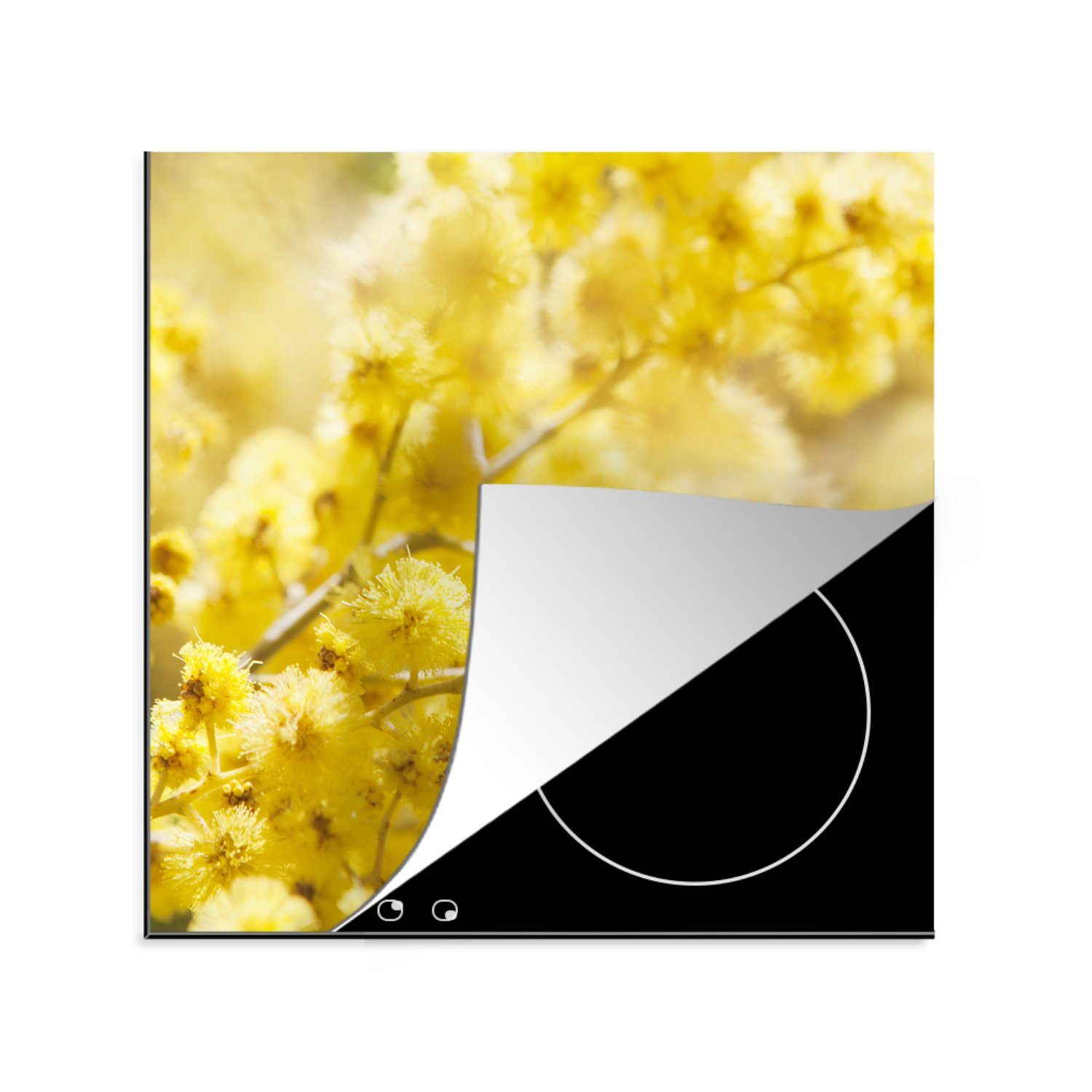 MuchoWow Herdblende-/Abdeckplatte Nahaufnahme von Mimosenblüten, Vinyl, (1 tlg), 78x78 cm, Ceranfeldabdeckung, Arbeitsplatte für küche
