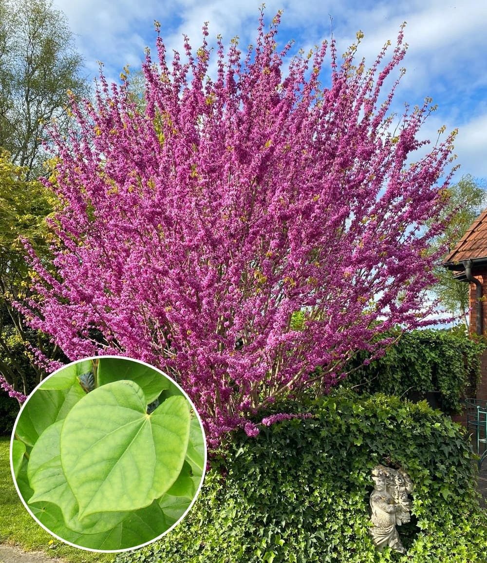 BALDUR Garten Zierstrauch Cercis 'Avondale', Judasbaum, 1 St., Herzblattbaum, pflegeleicht