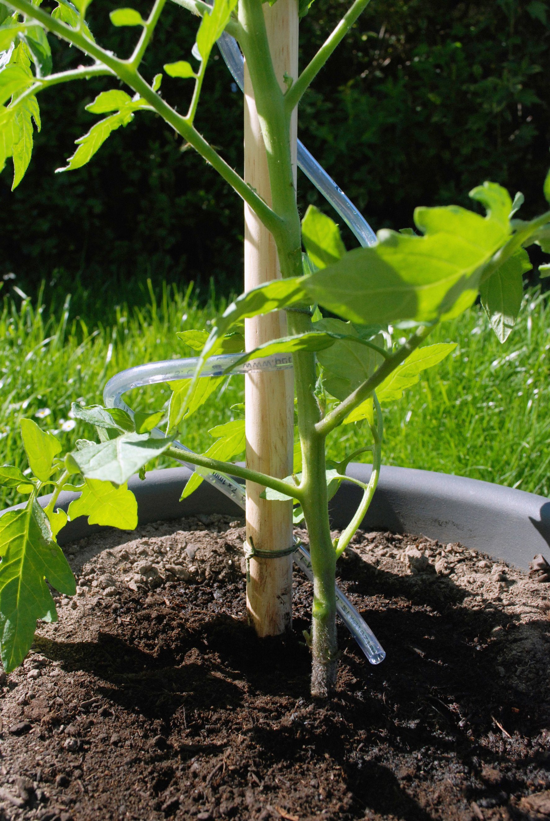 Pflanzkübel und Tomatenhut-Starterset, Stab Schutzfolie KHW inkl.