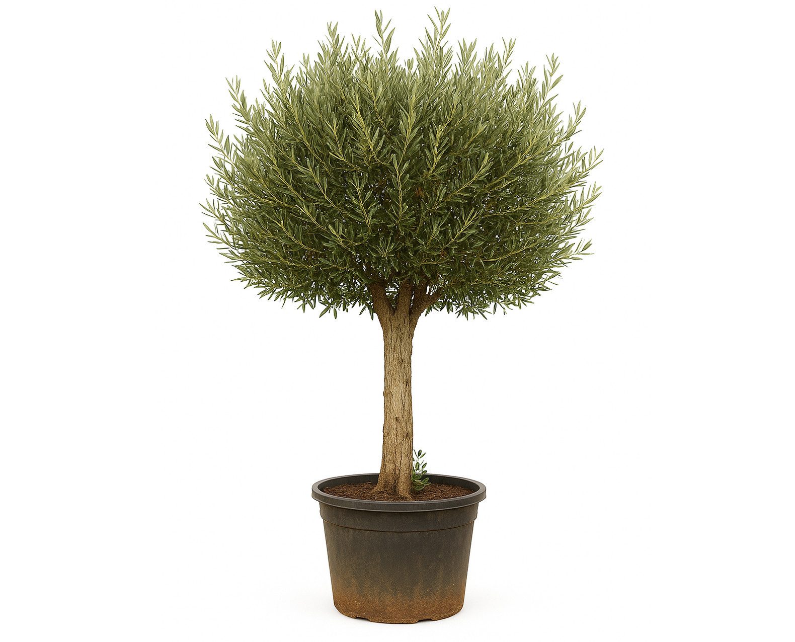 Palms-Store Olivenbaum Olea Europaea "Picual" mit dicken Stamm & Gesamthöhe günstig online kaufen