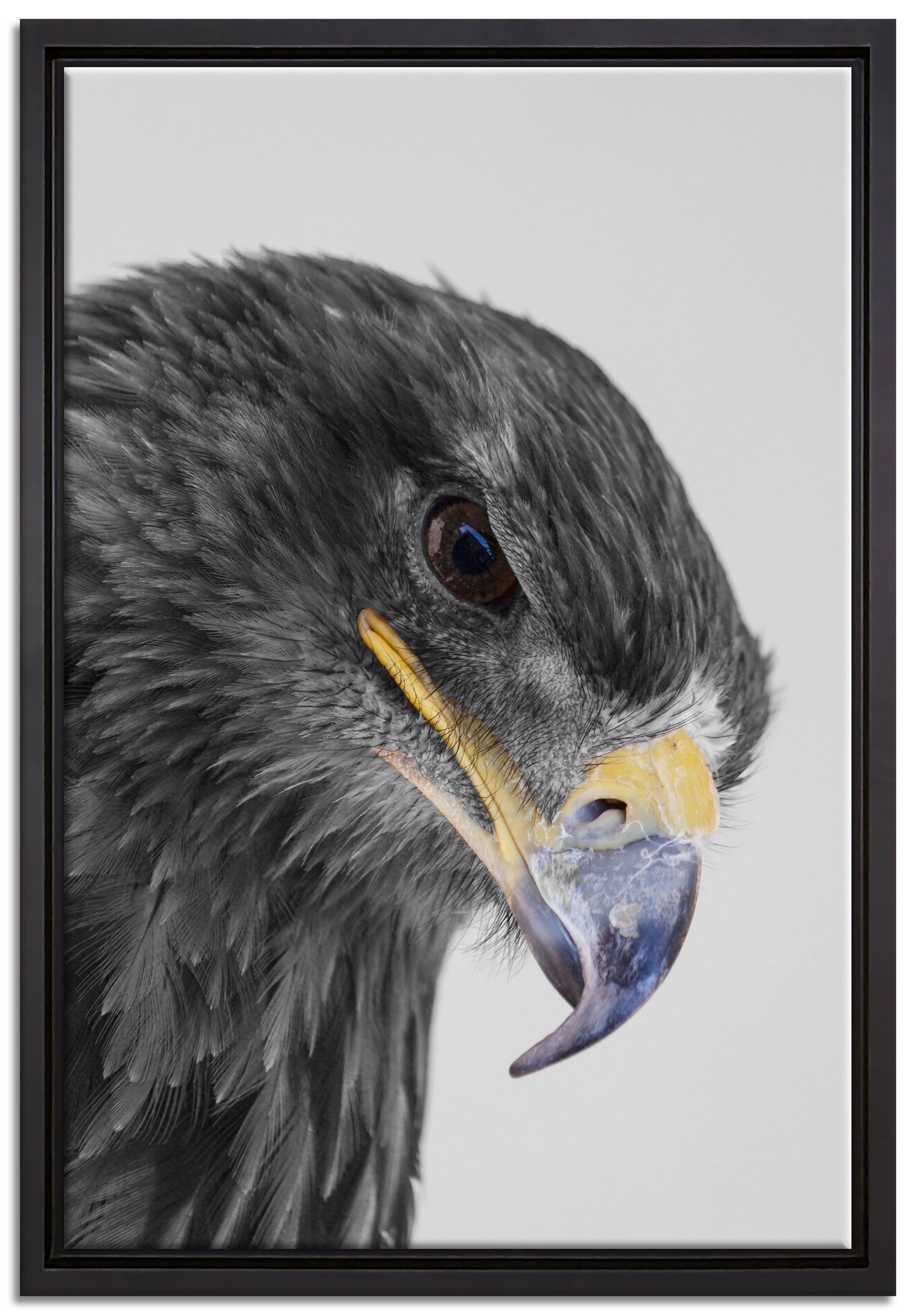 Pixxprint Leinwandbild wunderschöner Adler im Portrait, Wanddekoration (1 St), Leinwandbild fertig bespannt, in einem Schattenfugen-Bilderrahmen gefasst, inkl. Zackenaufhänger