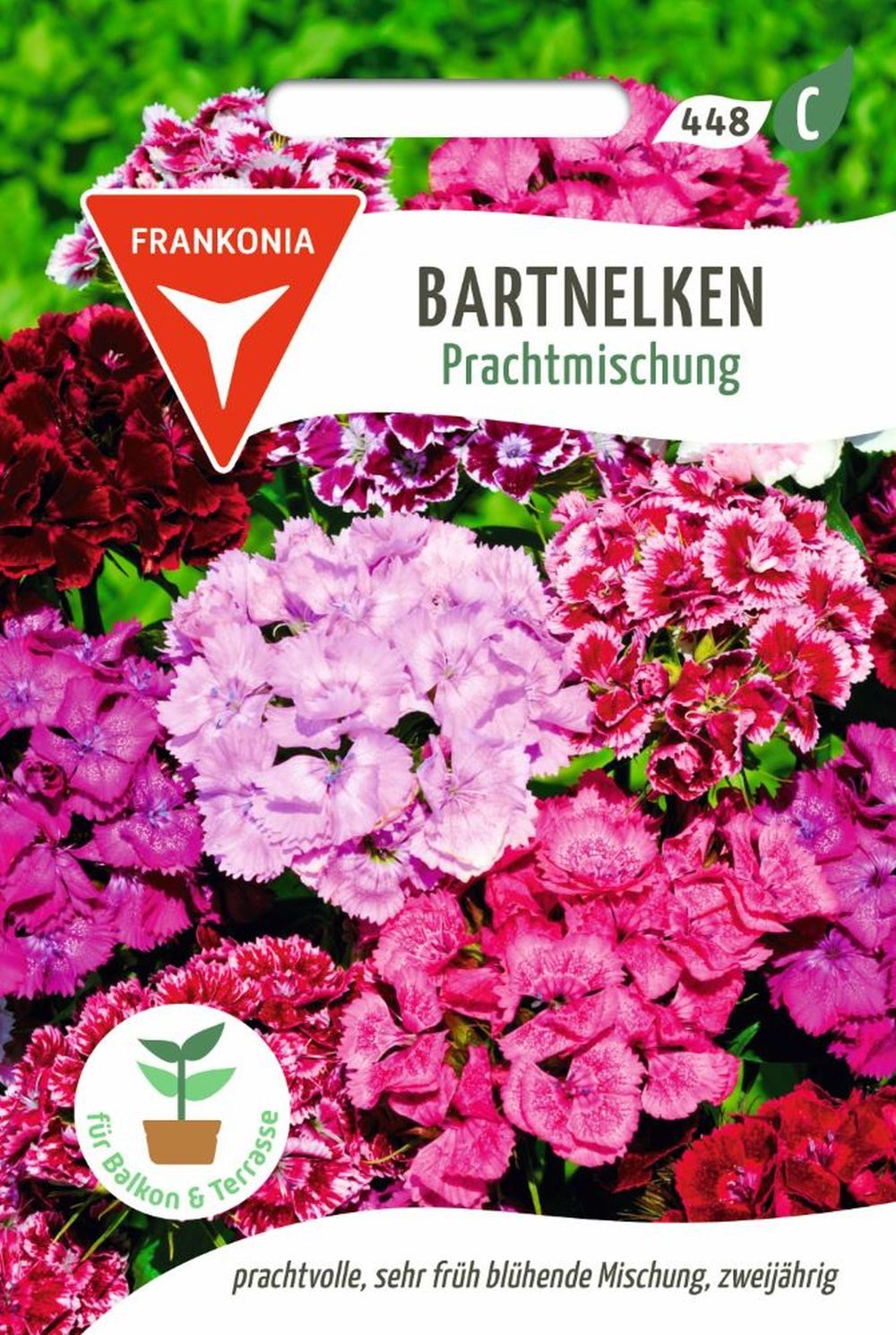 FRANKONIA Blumensamen Bartnelken, Prachtmischung - Nelken-Samen Saatgut Samen, Dianthus barbatus