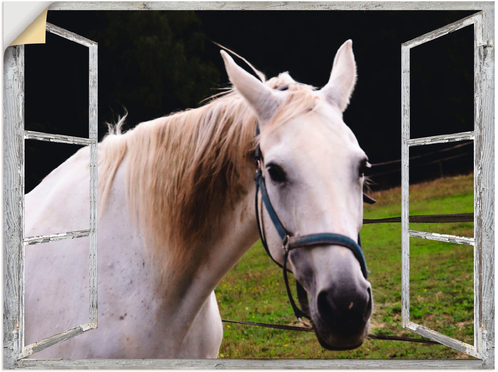 weisses in versch. Wandbild - St), Poster Haustiere Alubild, Fensterblick Wandaufkleber Pferd, als Artland Leinwandbild, Größen oder (1