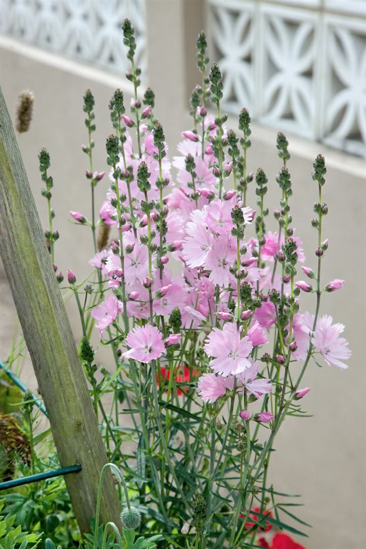 Pflanzen für Dich Staude Sidalcea malv. Elsie Heugh, 1 St., Rosenmalve