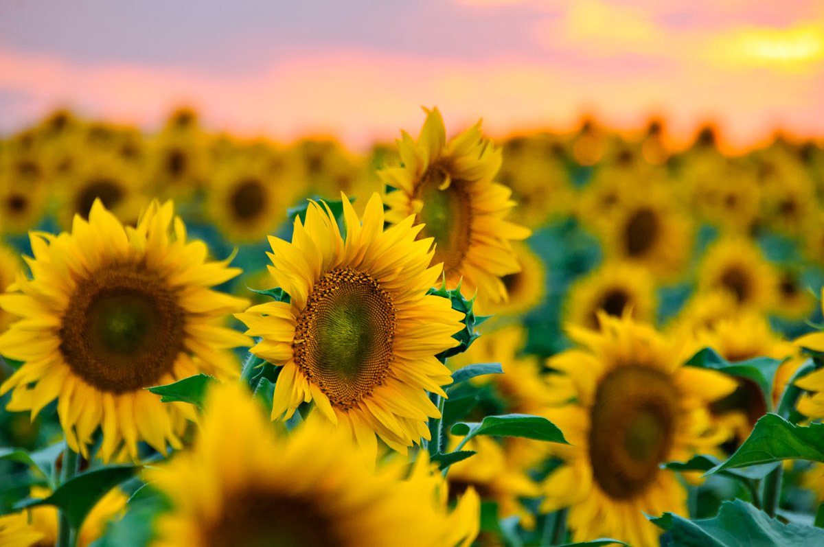 Papermoon Fototapete Feld der Sonnenblumen