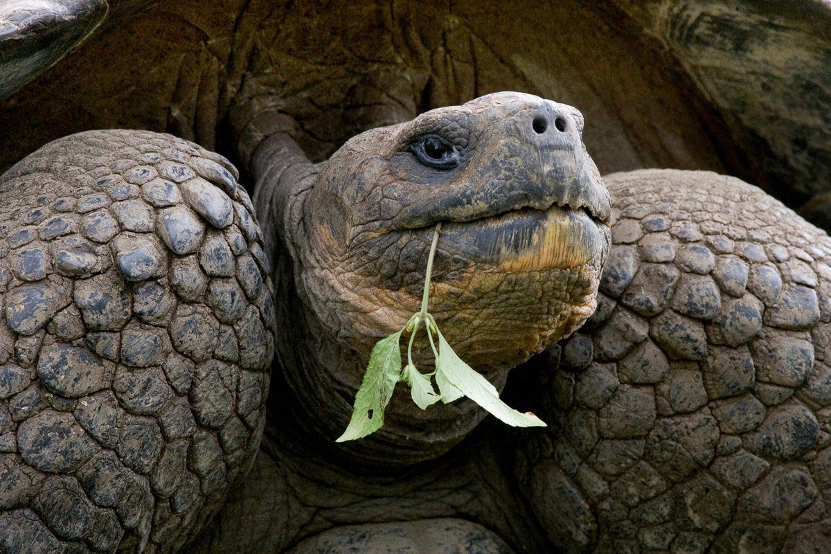 Papermoon Fototapete Riesenschildkrötenporträt | Fototapeten