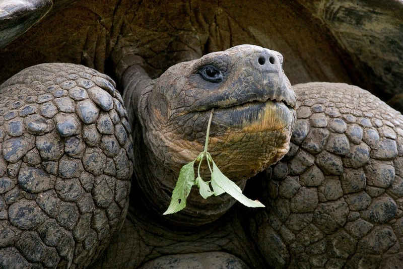 Papermoon Fototapete Riesenschildkrötenporträt