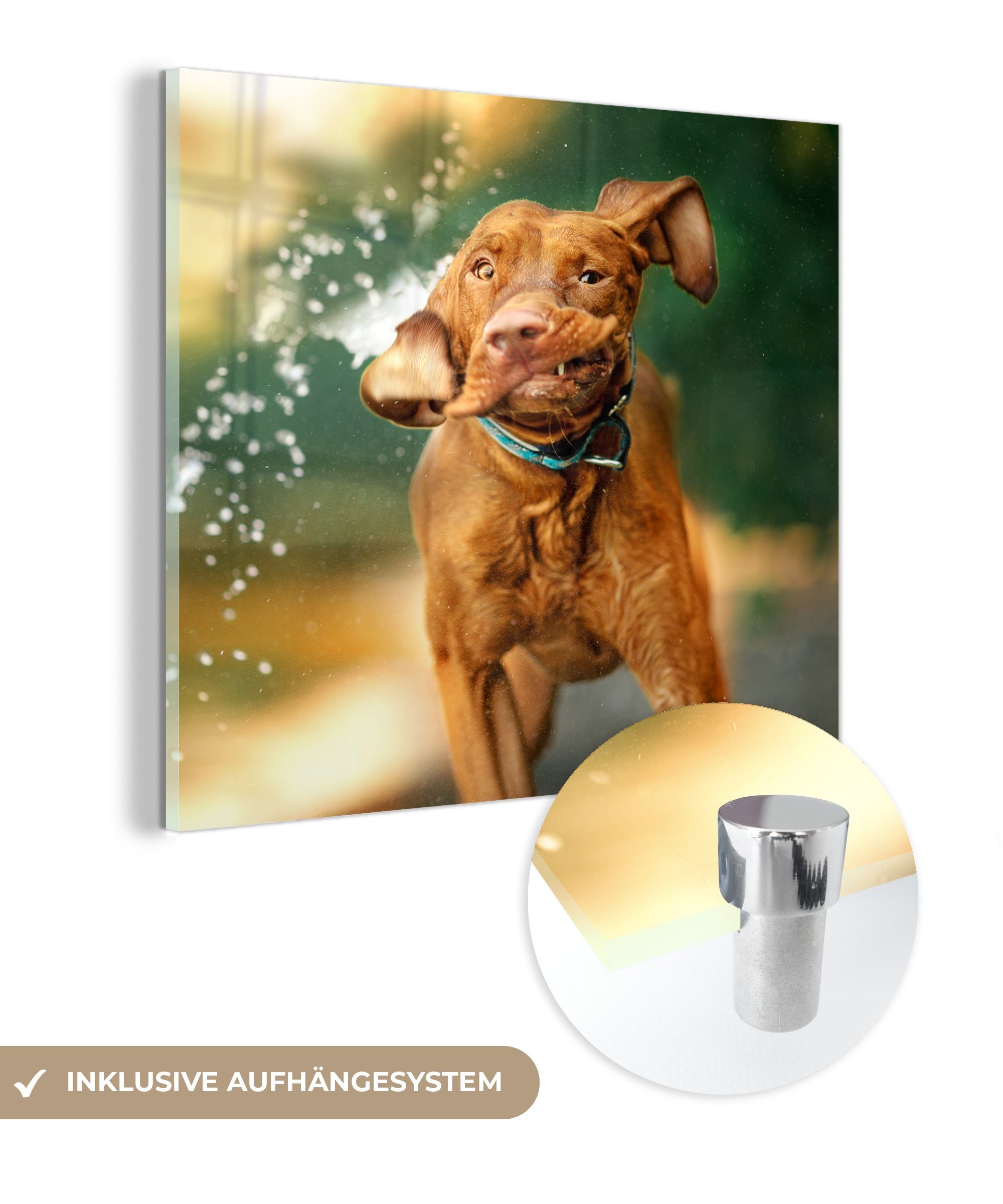 MuchoWow Acrylglasbild Nass - Hund - Wasser, (1 St), Glasbilder - Bilder auf Glas Wandbild - Foto auf Glas - Wanddekoration